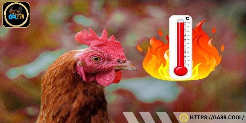 Gà đá bị sốc nhiệt có xu hướng uống nhiều nước