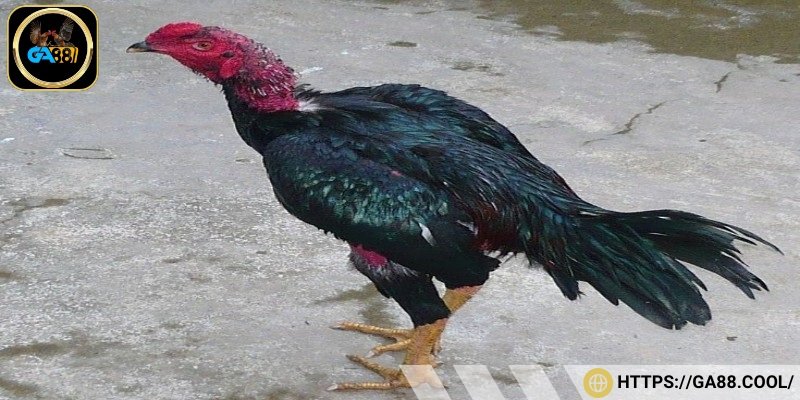 Cách nuôi và chăm sóc gà đòn Thái hiệu quả nhất