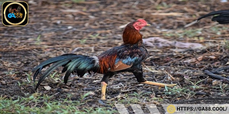 Đặc điểm ngoại hình nổi bật của gà đòn Thái Lan  