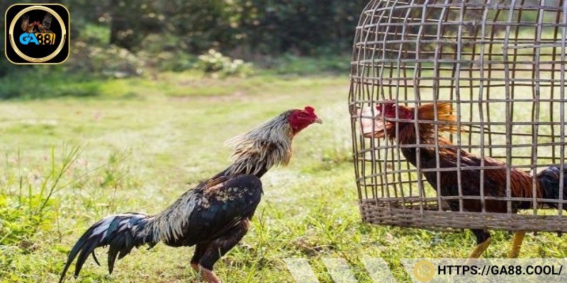 Dòng gà Pakoy - Một trong những giống gà được săn đón