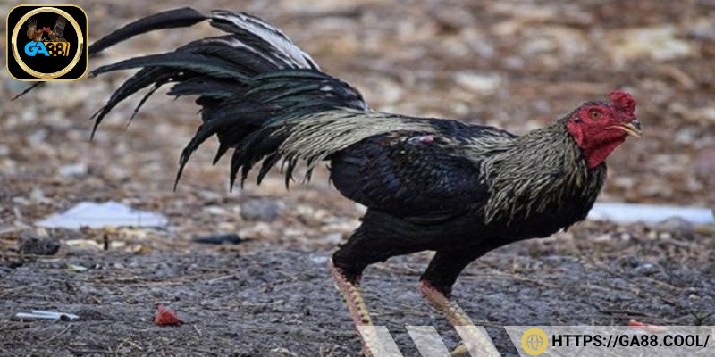 Phanat giống gà có phong cách chiến đấu dũng mãnh