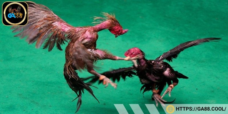 Phong cách chiến đấu và kỹ thuật ra đòn của chiến kê