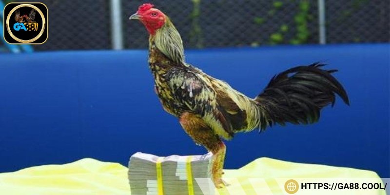 Tóm tắt thông tin về nguồn gốc gà đòn Thái Lan