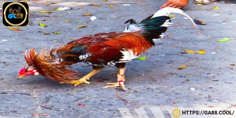 Tổng hợp những dòng gà chiến được ưa thích nhất hiện nay