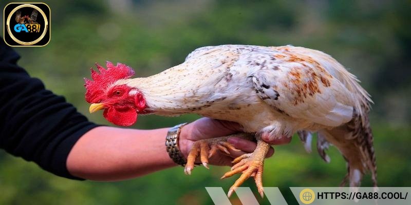 Bí quyết để chọn gà có móng cổ đá hay