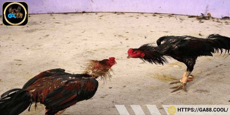 Cách chăm sóc và huấn luyện gà móng cổ