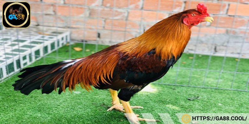 Giới thiệu khái quát về giống gà móng cổ