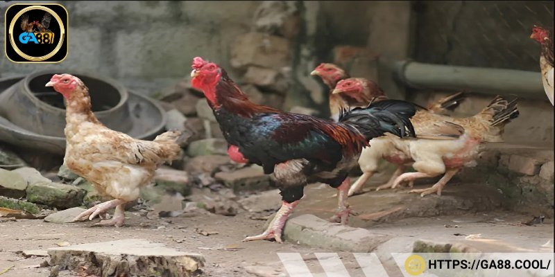 Màu sắc lông của gà có móng cổ