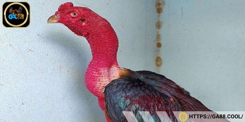 Về cân nặng và dáng vẻ của gà chiến