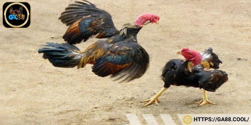 Về lối đá của chiến kê có móng cổ