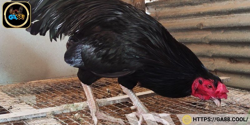 Gà ô chống chịu đòn cực tốt