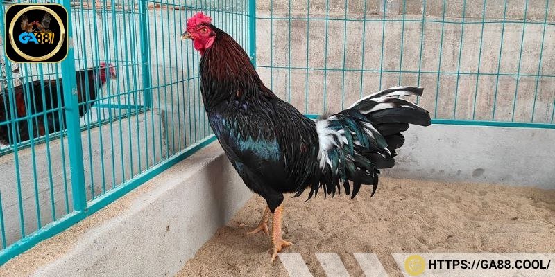 Gà điểm mực chân trắng là giống hiếm được săn đón hiện nay