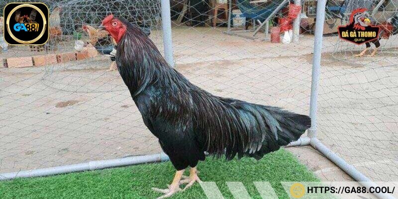 Gà đá ô chân trắng có tung đòn đá đáng gờm