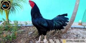 Gà ô có khả năng ra đòn độc