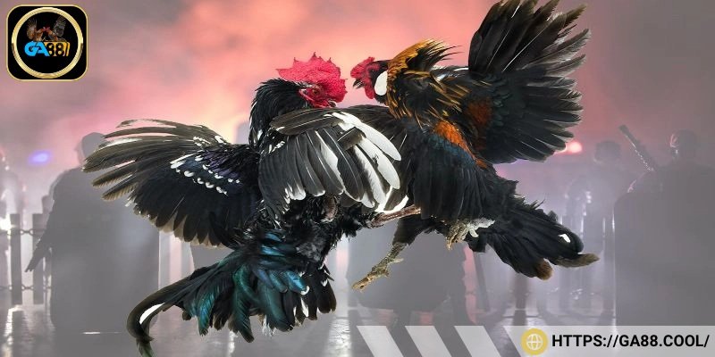 Gà ô khô chân trắng hung tợn