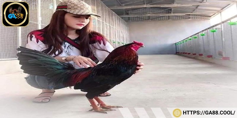 Gà xanh có mồng trích đá thông minh