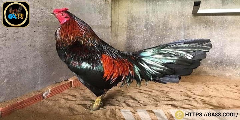 Gà mồng trích xanh có lông ánh thép ấn tượng