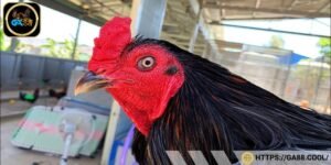 Dòng gà có mào nhỏ, chia ra như răng cưa