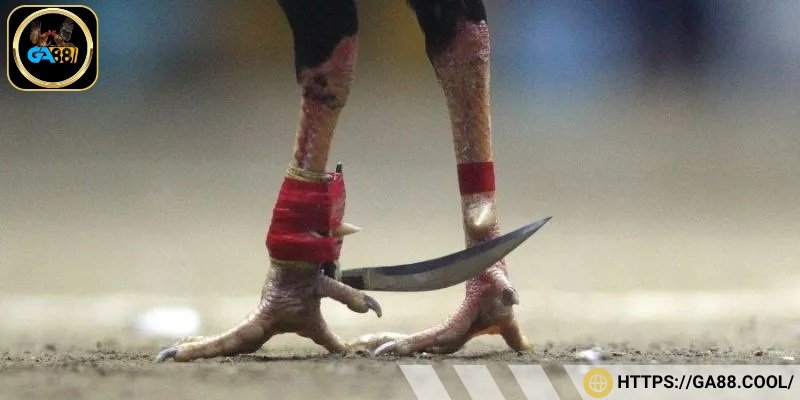 Đá gà cựa dao tại GA88 đầy gay cấn, hấp dẫn