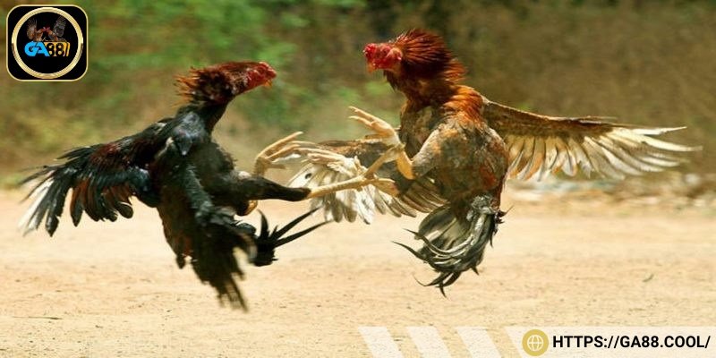 Đá gà Philippines cống hiến những trận đấu mãn nhãn