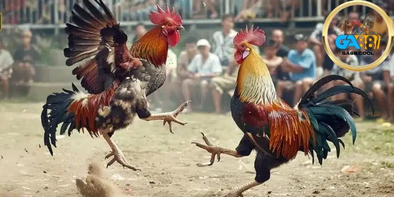 Giao diện đẹp mắt, những thao tác đặt cược đơn giản