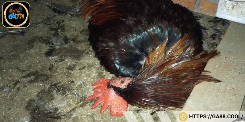 Gà tử mị là cách gọi để chỉ những chiến kê có dáng ngủ dị thường