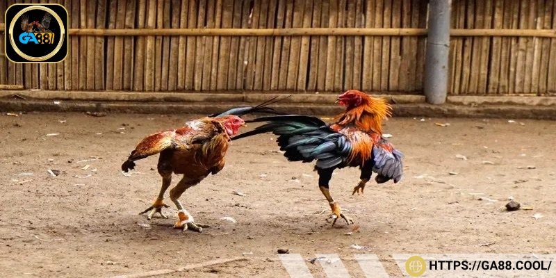 Giữ phong độ trước ngày thi đấu cho chiến kê