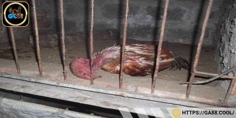 Cần huấn luyện để gà chiến tử mị phát huy được tối đa khả năng chiến đấu