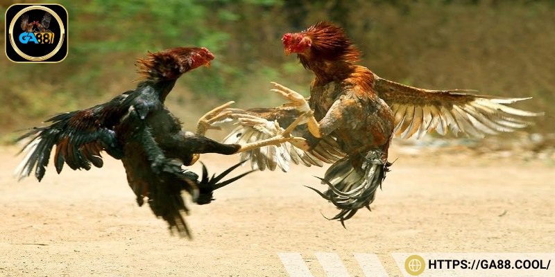 Người chơi cần đánh giá tổng thể ngoại hình, thể lực khi lựa chọn chiến kê