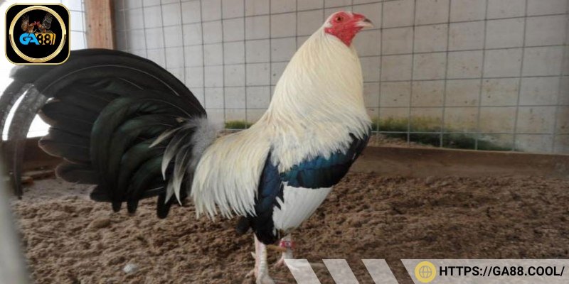 Màu mạng đem lại may mắn