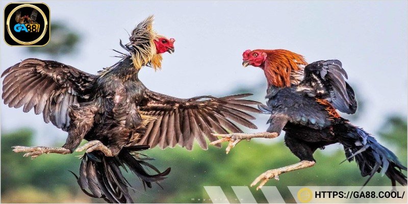 Cân nhắc từng mùa chọn màu chiến kê