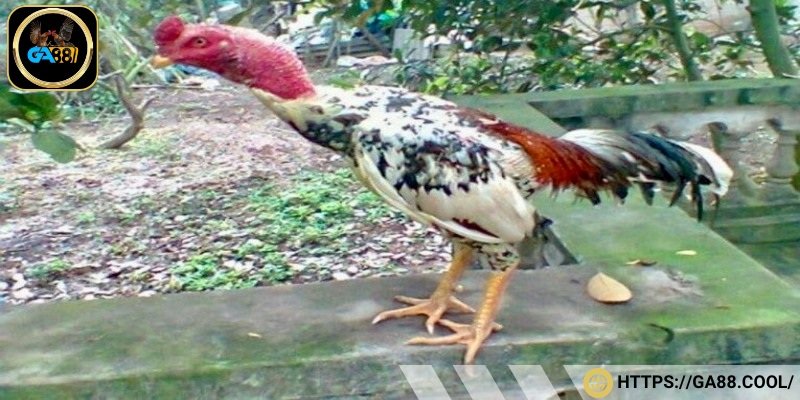 Cách nhận biết giống gà ngũ sắc chân vàng chuẩn