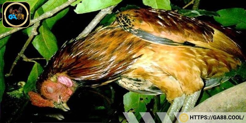 Nhiều người chơi chi hàng chục triệu đồng để sở hữu một chú kê tử mị