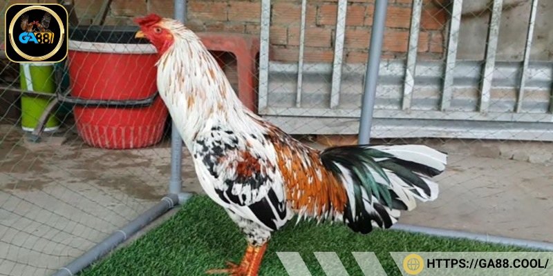 Giống gà chân vàng còn có khả năng chống phản đòn rất tốt