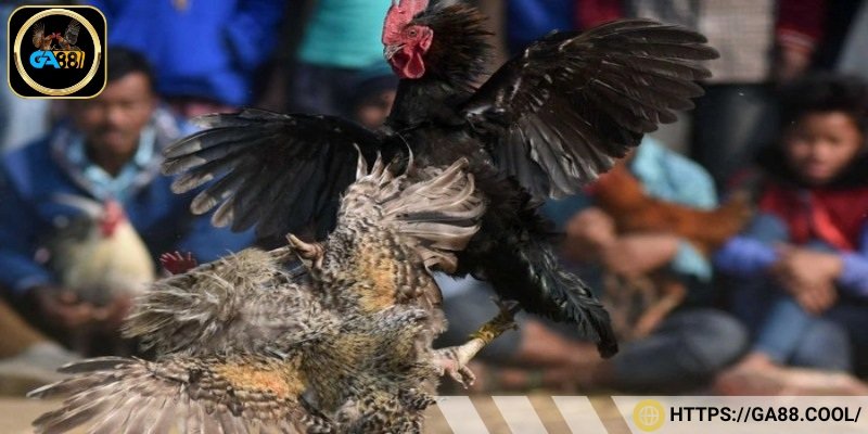 Cho gà cánh tiên chạy bộ giúp tăng sức bền và độ dẻo dai cho chân