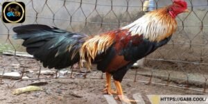 Tìm hiểu thông tin về giống gà ngũ sắc chân vàng