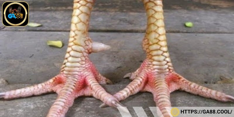 Gà vảy song cúc là dòng kê chiến nổi bật nhờ bộ vảy đặc biệt