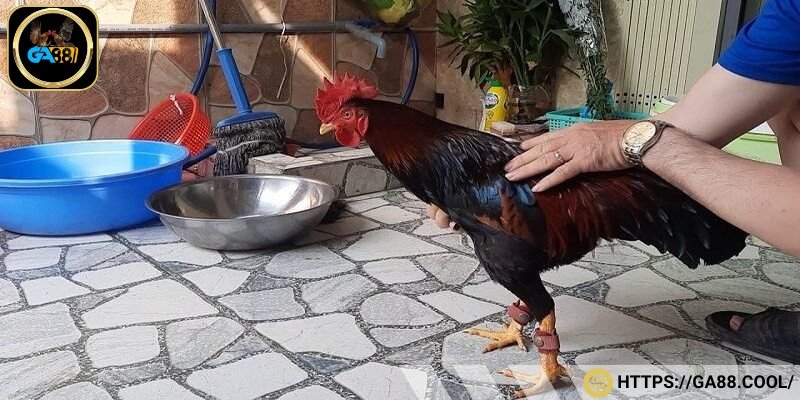 “Gà tới pin” là giai đoạn đạt đến đỉnh cao