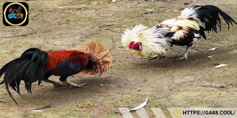 Đá gà tre và đặc điểm nhận biết dòng gà tre tốt