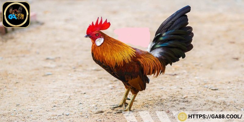 Dòng gà tre Mỹ bản lĩnh