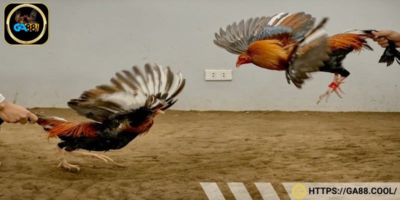 Tính hiếu chiến của gà trong các trận trực tiếp đá gà tre