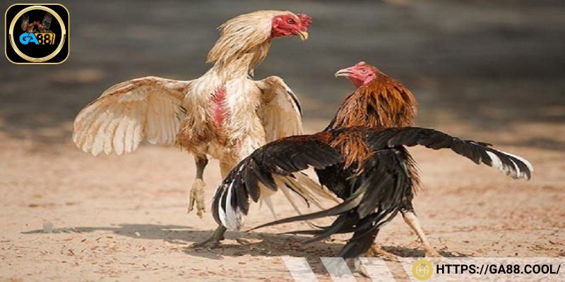 Yếu tố kỹ năng của gà tre đá