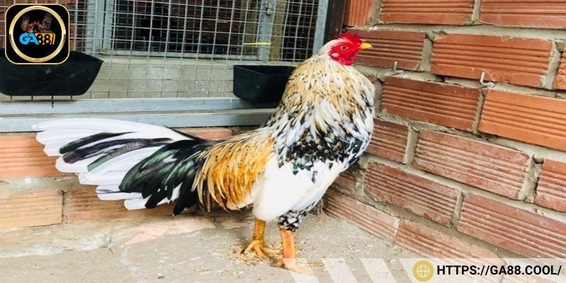 Nhờ độ hiếm và khả năng thi đấu vượt trội, giống gà được mua với giá cực cao