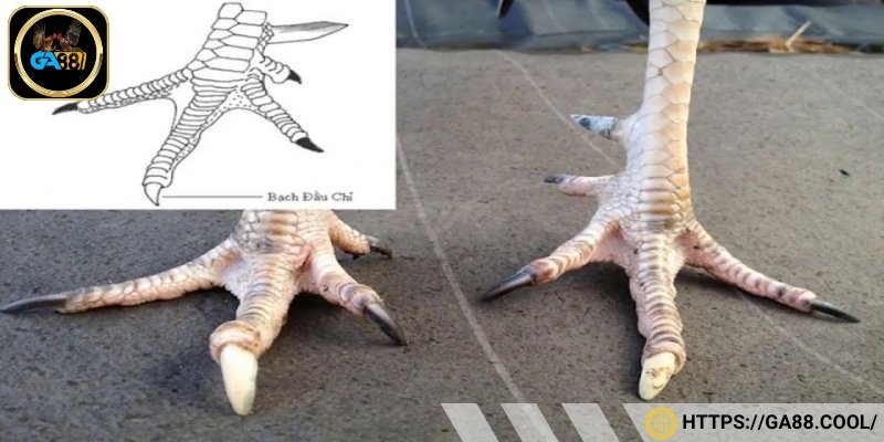 Chiến kê vảy song cúc có khả năng ra đòn hiểm hóc