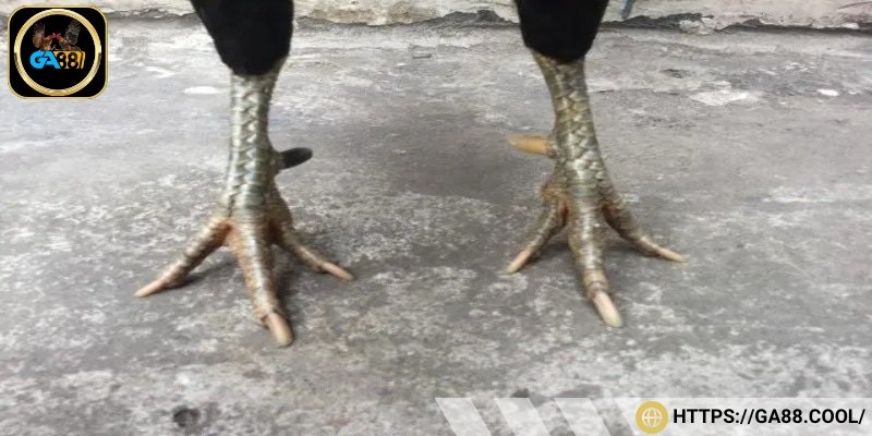 Gà có vảy độc biên này được đánh giá là lì đòn
