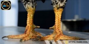 Gà mang vảy khai vương thường sở hữu kỹ thuật đòn cao cấp