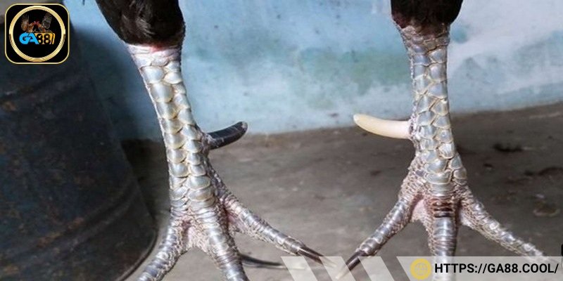 Vảy gà chọi thần kê là một cách gọi dân gian để chỉ các loại vảy đặc biệt