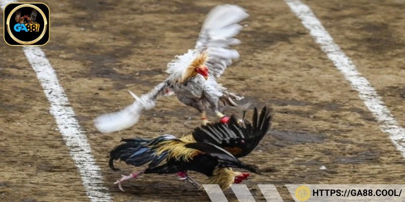 Vảy gà chọi thần kê cách để nhận diện linh kê
